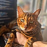 cat, bengal_cat, pet, animal, feline, green_eyes, close_up, fur, whiskers, ears, paw, hand, indoor, natural_light, blurred_background, portrait, cute, domestic_animal, mammal, companion