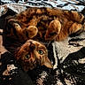 Cocoa is registered to the contest to win money with this photo: cat, bengal_cat, pet, animal, feline, indoor, bed, blanket, patterned_blanket, playful, curious, fur, whiskers, paws, lying_down, closeup, eyes, cute, relaxed, cozy