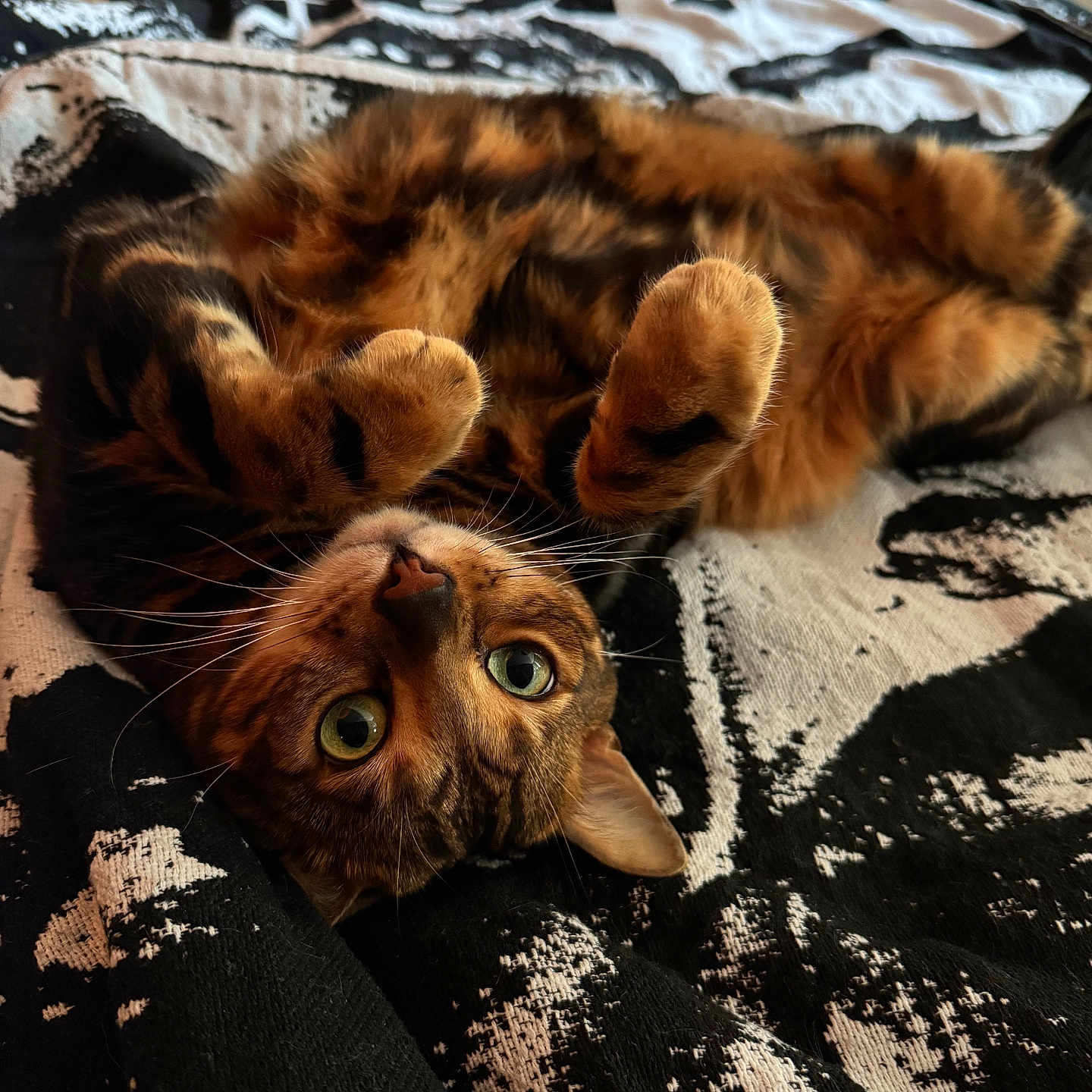 Cocoa is registered to the contest to win money with this photo: cat, bengal_cat, pet, animal, feline, indoor, bed, blanket, patterned_blanket, playful, curious, fur, whiskers, paws, lying_down, closeup, eyes, cute, relaxed, cozy