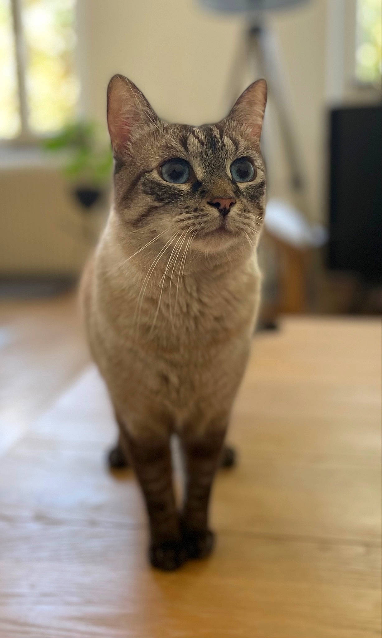 Silvio participe au concours pour gagner de l'argent avec cette photo : balance, carnivore, cat, claw, domestic_short_haired_cat, fawn, felidae, flooring, fur, hardwood, paw, sitting, small_to_medium_sized_cats, snout, tail, terrestrial_animal, whiskers, wildlife, wood, wood_flooring