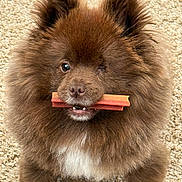 Little joined the competition — help win amazing prizes! dog, brown, fluffy, pet, indoor, carpet, treat, cute, animal, fur, white_patch, looking_up, one_eye_closed, small_dog, playful, close_up, mouth, canine, adorable, companion