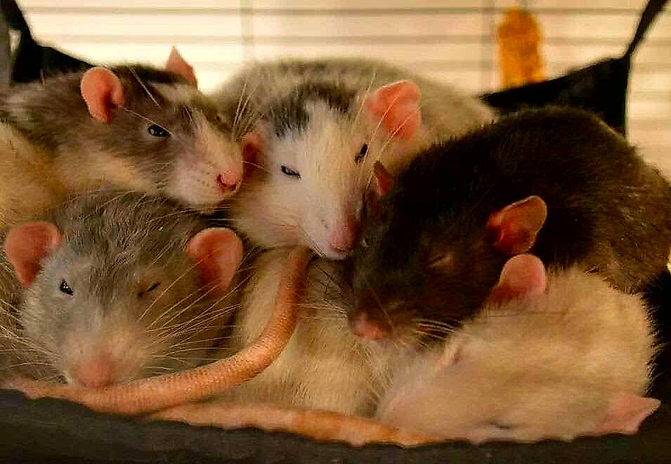 Lee is registered to the contest to win money with this photo: degu, eye, fawn, fur, gerbil, hamster, iris, mammal, mouse, muridae, muroidea, pest, rat, rodent, skin, snout, vertebrate, whiskers