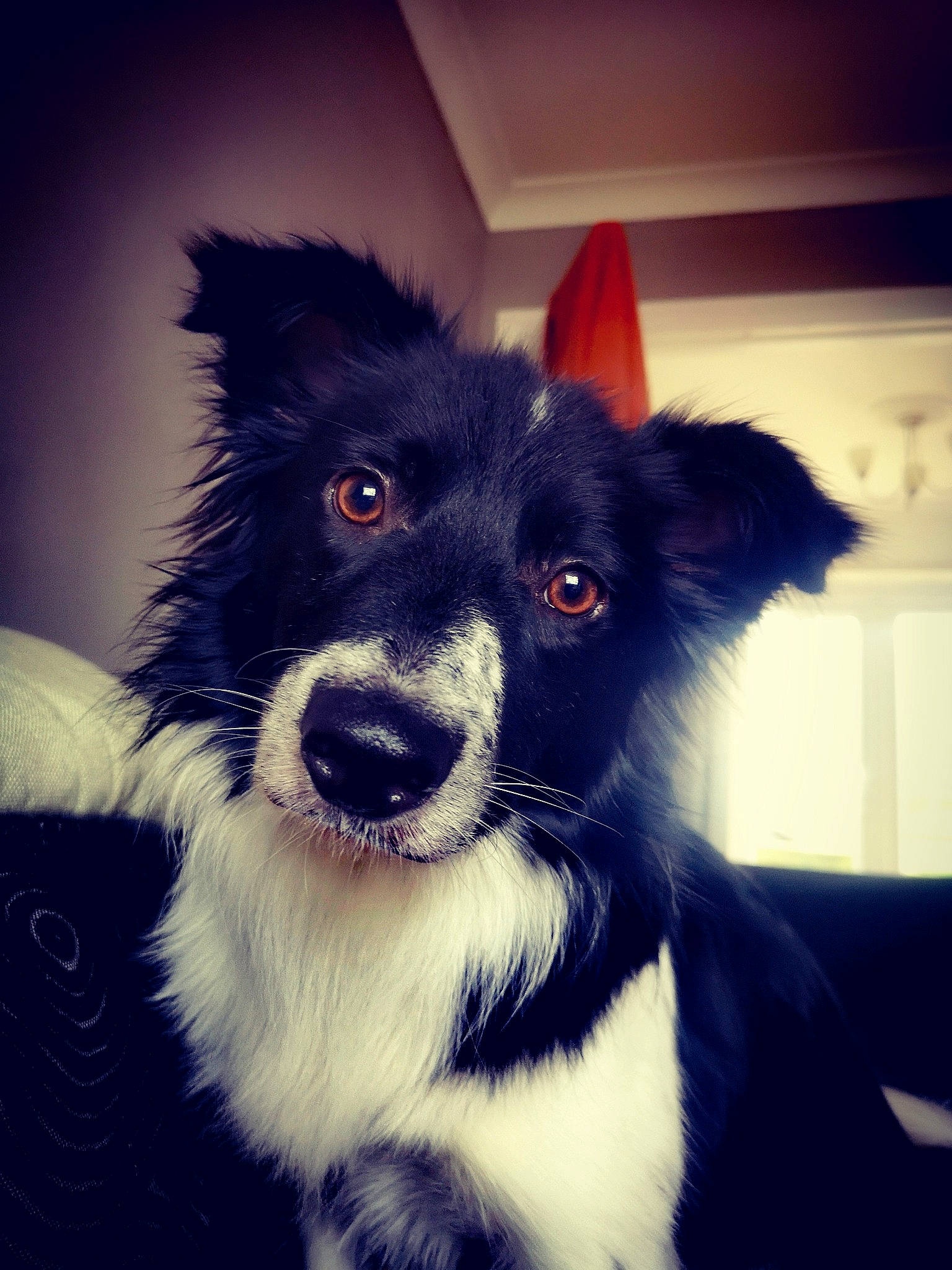 Moss joined the competition — help win amazing prizes! australian_collie, border_collie, canidae, carnivore, companion_dog, dog, dog_breed, ear, fur, herding_dog, mammal, nose, puppy, rare_breed_dog, snout, sporting_group, stabyhoun, vertebrate, whiskers, working_dog