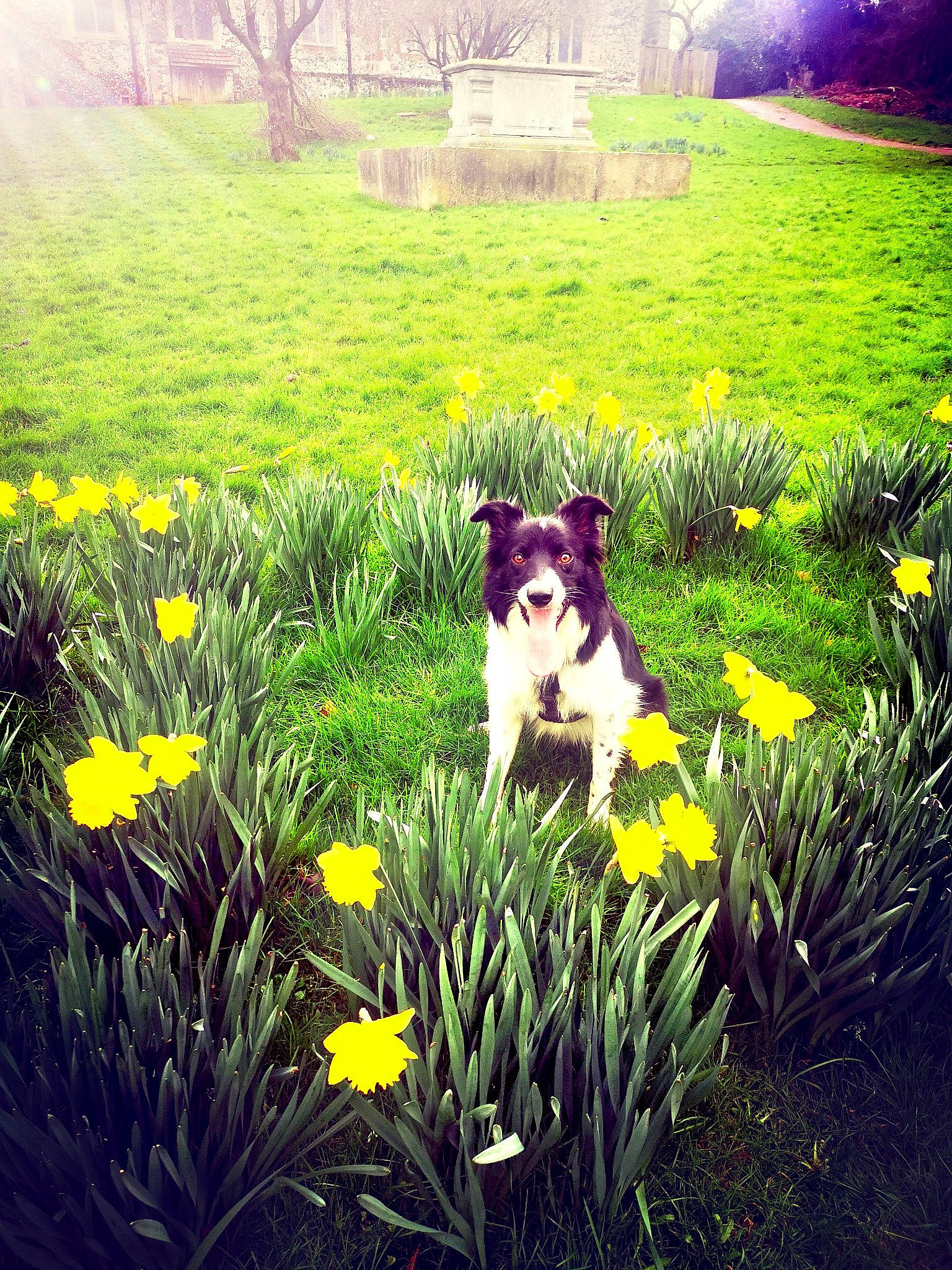 Moss is registered to the contest to win money with this photo: amaryllis_family, canidae, carnivore, dog, flower, garden, grass, grass_family, lawn, meadow, narcissus, natural_environment, plant, puppy, shrub, sky, spring, wildflower, yard, yellow