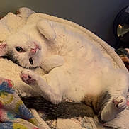 Cheese joined the competition — help win amazing prizes! cat, white_cat, black_spots, lying_down, blanket, cozy, relaxed, indoor, pet, paw, fur, cute, resting, animal, feline, colorful_blanket, soft_texture, home, comfort, sleepy