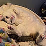 cat, white_cat, black_spots, lying_down, blanket, cozy, relaxed, indoor, pet, paw, fur, cute, resting, animal, feline, colorful_blanket, soft_texture, home, comfort, sleepy