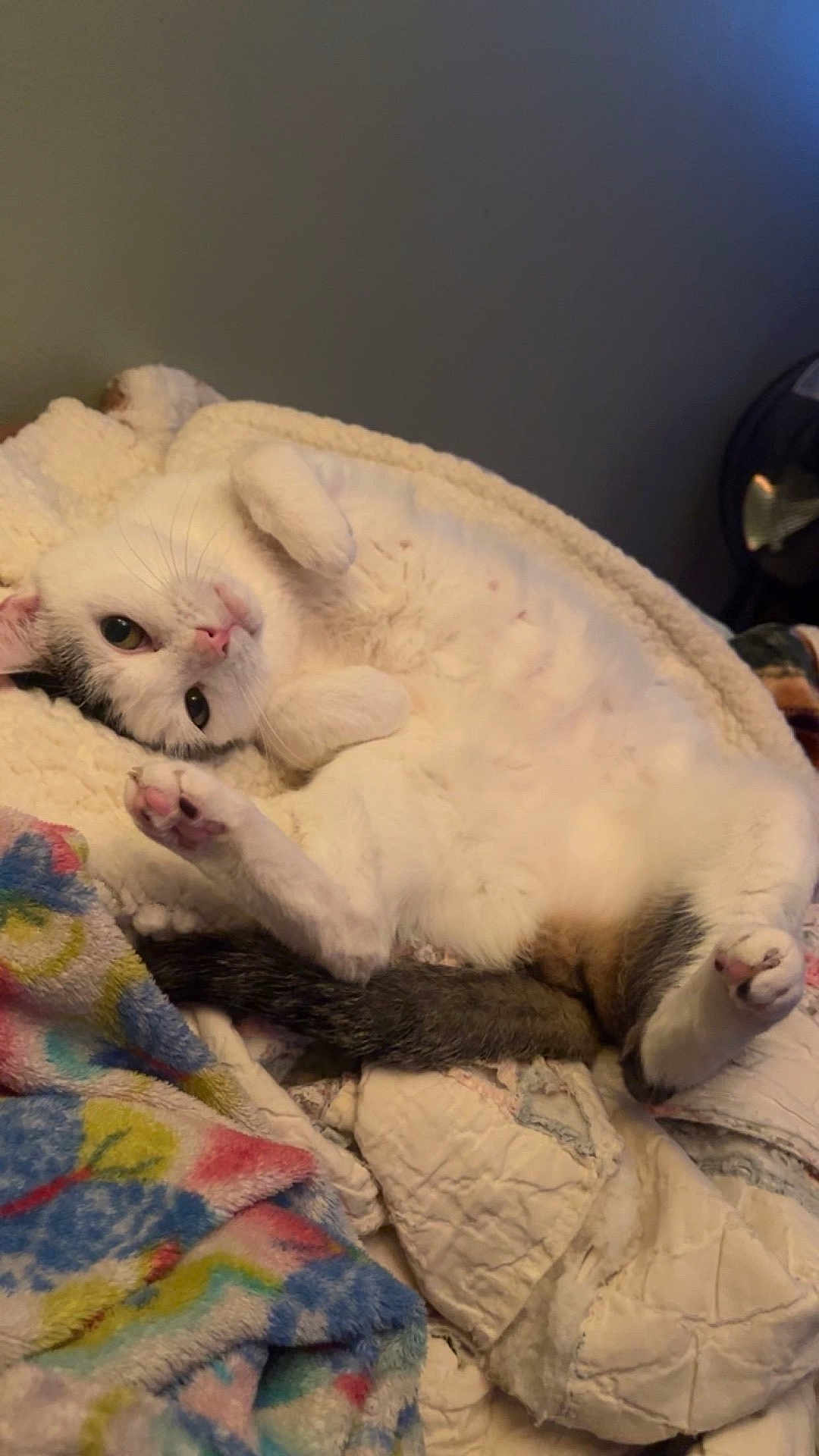 Cheese joined the competition — help win amazing prizes! cat, white_cat, black_spots, lying_down, blanket, cozy, relaxed, indoor, pet, paw, fur, cute, resting, animal, feline, colorful_blanket, soft_texture, home, comfort, sleepy
