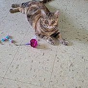 Sienna participe au concours pour gagner de l'argent avec cette photo : animal, ball, cat, domestic_pet, ears, feline, floor, home, indoor, laying_down, looking, paws, pet_bed, pet_toy, relaxed, scratching_pad, striped, tabby_cat, tile_floor, whiskers
