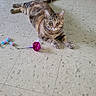 animal, ball, cat, domestic_pet, ears, feline, floor, home, indoor, laying_down, looking, paws, pet_bed, pet_toy, relaxed, scratching_pad, striped, tabby_cat, tile_floor, whiskers