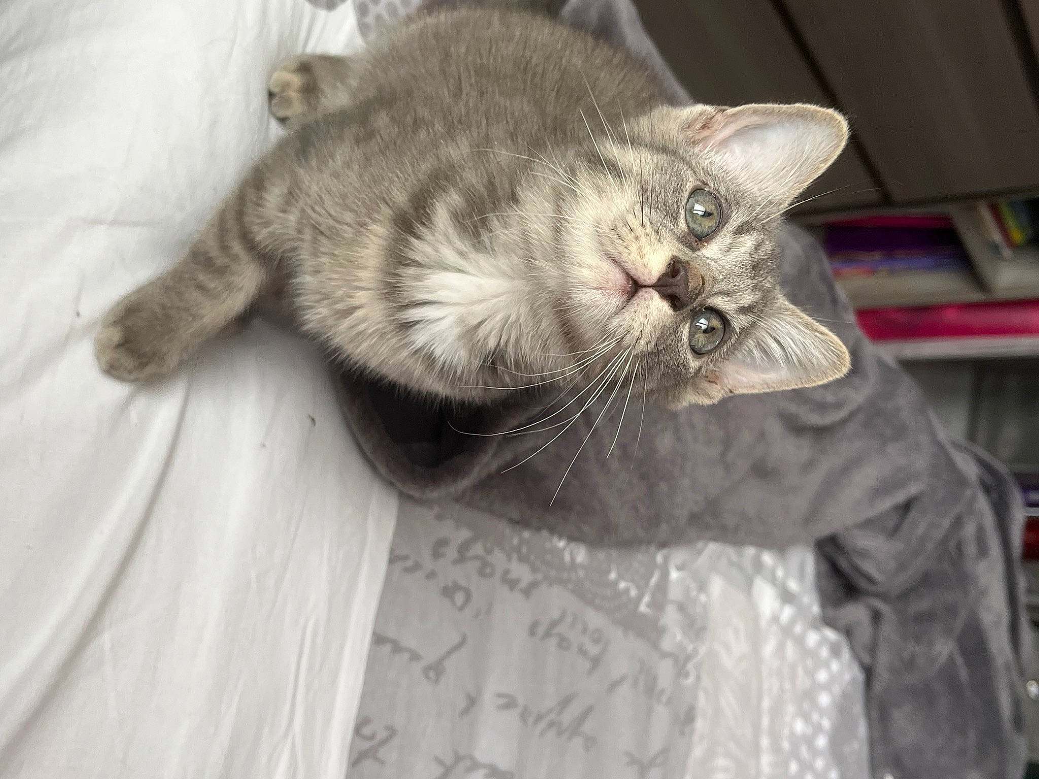 Tigrou a rejoint le concours — aidez-le/la à gagner de superbes lots ! bookcase, carnivore, cat, claw, comfort, domestic_short_haired_cat, fawn, felidae, fur, grey, nap, paw, shelf, sleep, small_to_medium_sized_cats, snout, tail, whiskers