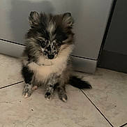 Alba participe au concours pour gagner de l'argent avec cette photo : puppy, dog, small_dog, fluffy, sitting, tile_floor, indoor, pet, curious, black_and_white, furry, cute, animal, young_dog, domestic_animal, companion, kitchen, floor_tiles, canine, adorable