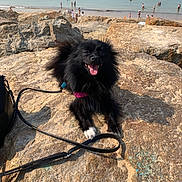 Chanel participe au concours pour gagner de l'argent avec cette photo : dog, black_dog, happy, tongue_out, leash, rocks, beach, ocean, water, sunlight, outdoor, summer, vacation, pet, animal, nature, people, shore, relaxing, daytime