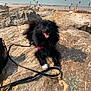 dog, black_dog, happy, tongue_out, leash, rocks, beach, ocean, water, sunlight, outdoor, summer, vacation, pet, animal, nature, people, shore, relaxing, daytime