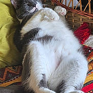 Azur a rejoint le concours — aidez-le/la à gagner de superbes lots ! cat, sleeping_cat, belly_up, whiskers, paws, pink_paw, fur, cozy, wicker_chair, pillow, blanket, patterned_textile, indoor, nap, relaxed, pet, home_decor, close_up, portrait, sunlit