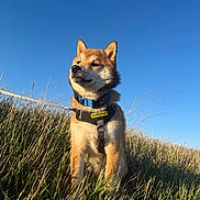 Rufus is registered to the contest to win money with this photo: alert, animal, blue_sky, canine, collar, daylight, dog, ears, field, fur, grass, harness, leash, nature, outdoor, pet, portrait, shiba_inu, standing, sunlight