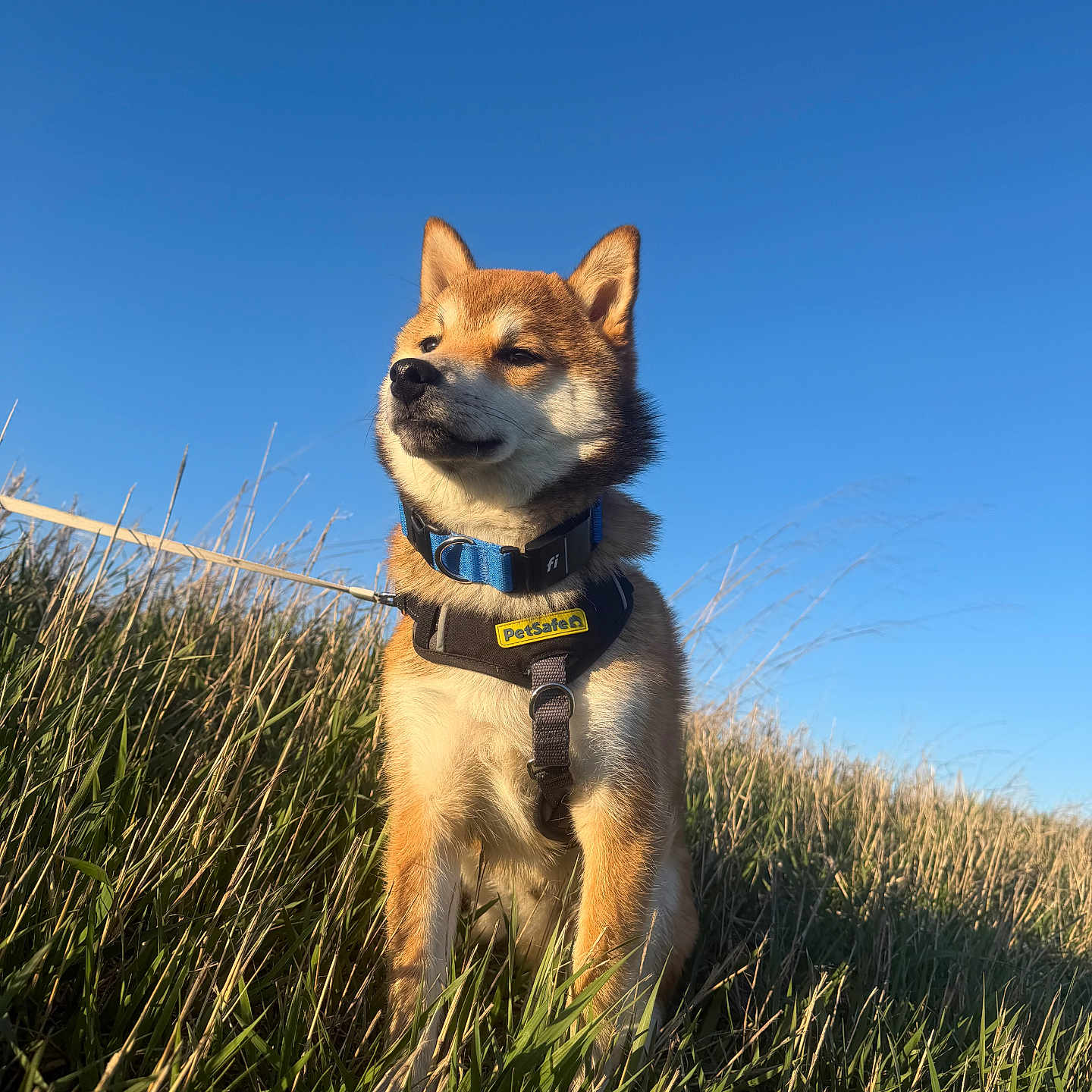 Rufus