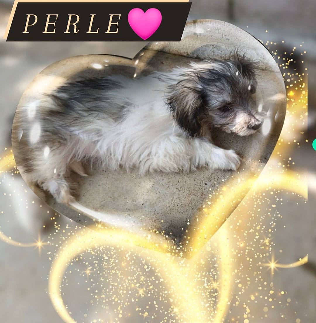 Perle participe au concours pour gagner de l'argent avec cette photo : ancient_dog_breeds, art, book, carnivore, companion_dog, dog, dog_breed, event, font, fur, grass, happy, illustration, photo_caption, publication, sporting_group, toy_dog