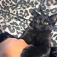Milo joined the competition — help win amazing prizes! black_cat, kitten, hand, leopard_print, blanket, yellow_eyes, fur, pet, animal, playful, cozy, close_up, indoor, cute, domestic_animal, claw, grip, resting, soft_texture, curious