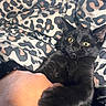 black_cat, kitten, hand, leopard_print, blanket, yellow_eyes, fur, pet, animal, playful, cozy, close_up, indoor, cute, domestic_animal, claw, grip, resting, soft_texture, curious