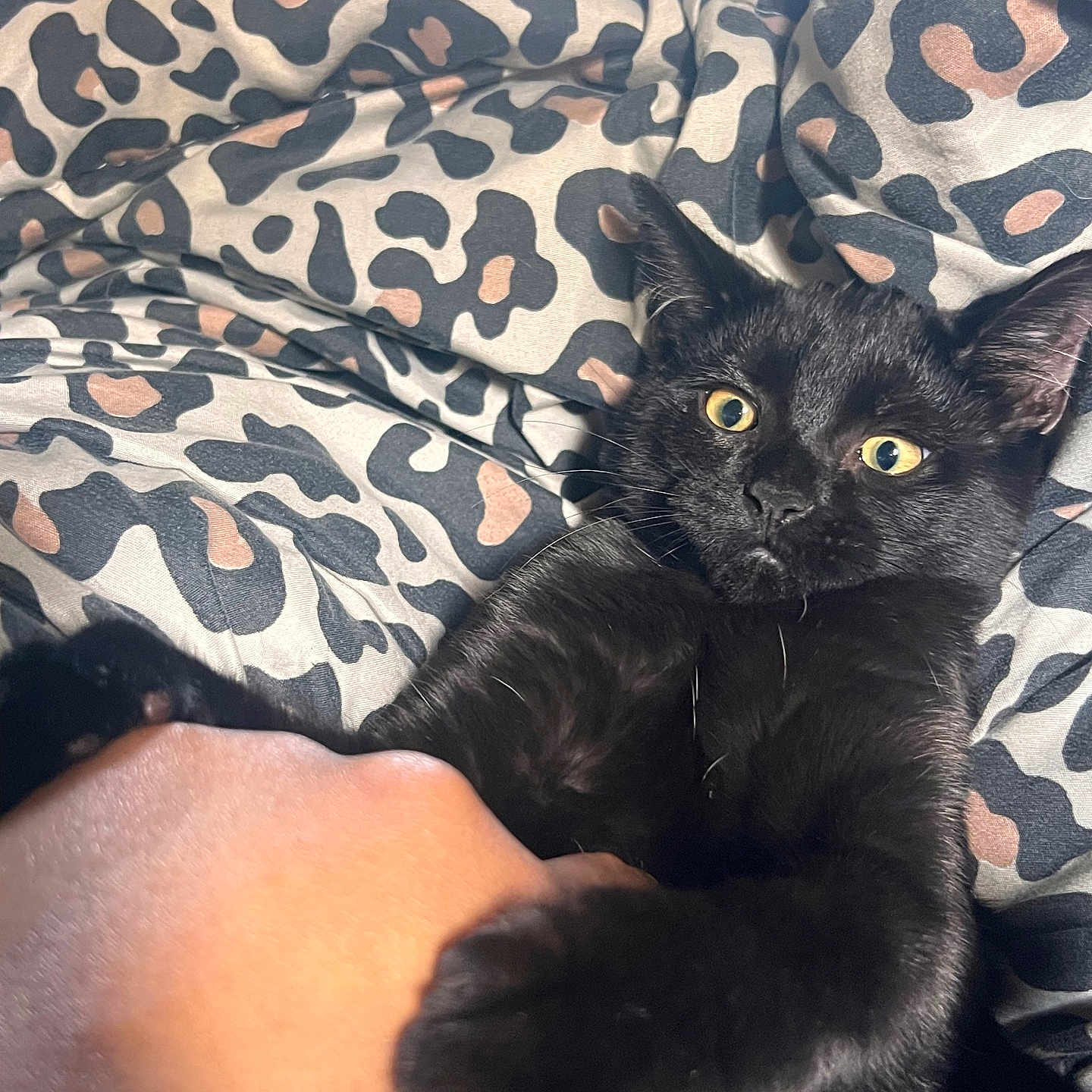 Milo joined the competition — help win amazing prizes! black_cat, kitten, hand, leopard_print, blanket, yellow_eyes, fur, pet, animal, playful, cozy, close_up, indoor, cute, domestic_animal, claw, grip, resting, soft_texture, curious