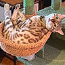 Aang is registered to the contest to win money with this photo: animal, basket, canine, cat, dog, dogbed, egyptiancat, furniture, hardwood, kitten, manx, ocelot, person, pet, sleeping, wood