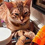 Aang joined the competition — help win amazing prizes! abyssinian, animal, bag, beverage, box, cat, coffee, coffeecup, couch, cup, food, furniture, hardwood, kitten, manx, pet, plywood, saucer, shelf, wood