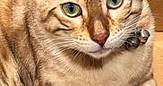 Aang is registered to the contest to win money with this photo: abyssinian, animal, cat, egyptiancat, kitten, manx, ocelot, pet, siamese