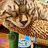 Aang is registered to the contest to win money with this photo: abyssinian, animal, brush, canine, cat, couch, egyptiancat, face, furniture, head, indoors, kitten, manx, person, pet, photography, portrait, tape, toy, wood