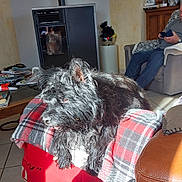 Mambo a rejoint le concours — aidez-le/la à gagner de superbes lots ! armchair, black_dog, casual, cozy, dog, furniture, home_decor, indoor, living_room, person, phone, plaid_blanket, red_ottoman, relaxing, seated_person, shadow, sunlight, tile_floor, warm_light, wood_stove