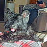 Mambo participe au concours pour gagner de l'argent avec cette photo : black_dog, casual, couch, cozy, dog, floor_tiles, furniture, home_decor, indoor, living_room, person, pet, plaid_blanket, relaxing, seated, smartphone, stuffed_animal, sunlight, tongue_out, wooden_cabinet