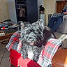 Mambo participe au concours pour gagner de l'argent avec cette photo : black_dog, blanket, casual, clock, cozy, dog, domestic, furniture, home_interior, living_room, ottoman, person, pet, plaid, relaxation, seated_person, sofa, stove, sunlight, tile_floor