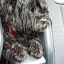 dog, black_dog, scruffy, pet, car_interior, leather_seat, center_console, armrest, red_collar, close_up, vehicle, travel, companion, domestic_animal, furry, side_view, resting, seatbelt_buckle, window, indoor