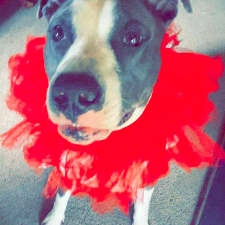 Dixie is registered to the contest to win money with this photo: accessories, animal, bostonbull, boxer, bulldog, canine, clothing, costume, dog, face, featherboa, greatdane, head, hound, person, pet, photography, pitbull, portrait, puppy