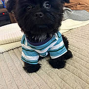 Luka joined the competition — help win amazing prizes! puppy, dog, black_dog, striped_shirt, bedspread, indoor, cute, pet, small_dog, fur, eyes, curious, texture, fabric, clothing, sitting, looking, adorable, home, cozy