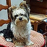 dog, fluffy, small_dog, sitting, chair, cushion, checkered_pattern, indoor, wooden_furniture, pet, cute, animal, fur, domestic, companion, portrait, home, cozy, brown, white
