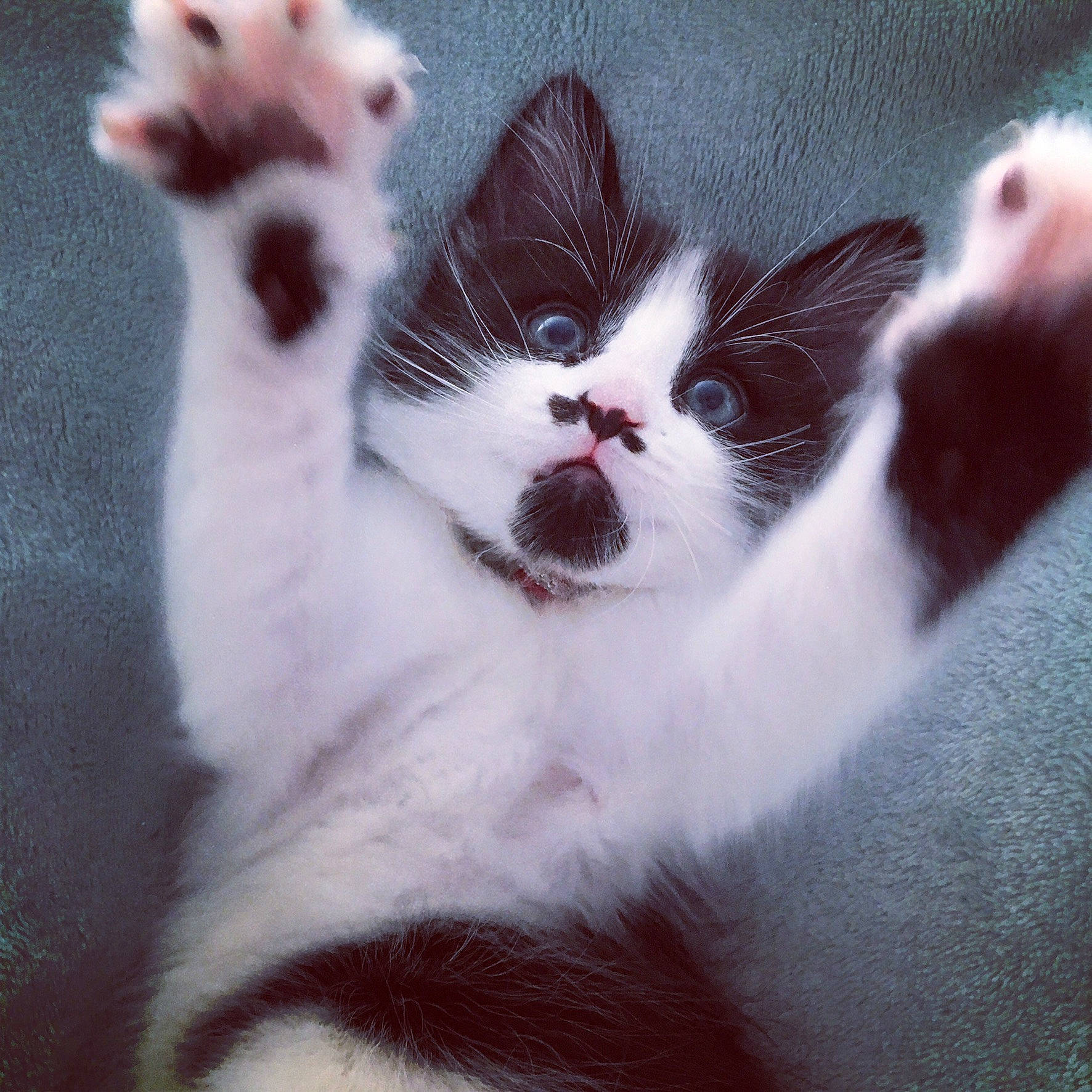 Edgar is registered to the contest to win money with this photo: art, carnivore, cat, domestic_short_haired_cat, eye, felidae, foot, fur, head, human_body, iris, paw, photo_caption, plant, sky, small_to_medium_sized_cats, snout, tail, terrestrial_animal, whiskers