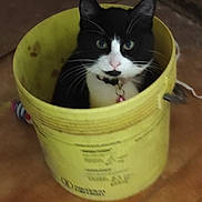 Poupoune participe au concours pour gagner de l'argent avec cette photo : cat, black_and_white, bucket, yellow, indoor, pet, curious, animal, feline, floor, toy, collar, whiskers, ears, eyes, domestic, cute, sitting, container, household