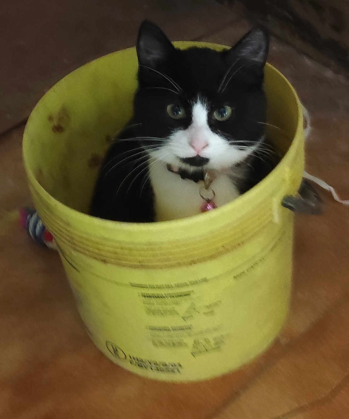 Poupoune participe au concours pour gagner de l'argent avec cette photo : cat, black_and_white, bucket, yellow, indoor, pet, curious, animal, feline, floor, toy, collar, whiskers, ears, eyes, domestic, cute, sitting, container, household