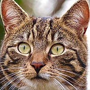 Sidney is registered to the contest to win money with this photo: alert, animal, cat, close_up, cute, domestic, ears, face, feline, focused, fur, green_eyes, mammal, nature, outdoor, pet, portrait, tabby, whiskers, wildlife