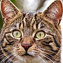 alert, animal, cat, close_up, cute, domestic, ears, face, feline, focused, fur, green_eyes, mammal, nature, outdoor, pet, portrait, tabby, whiskers, wildlife
