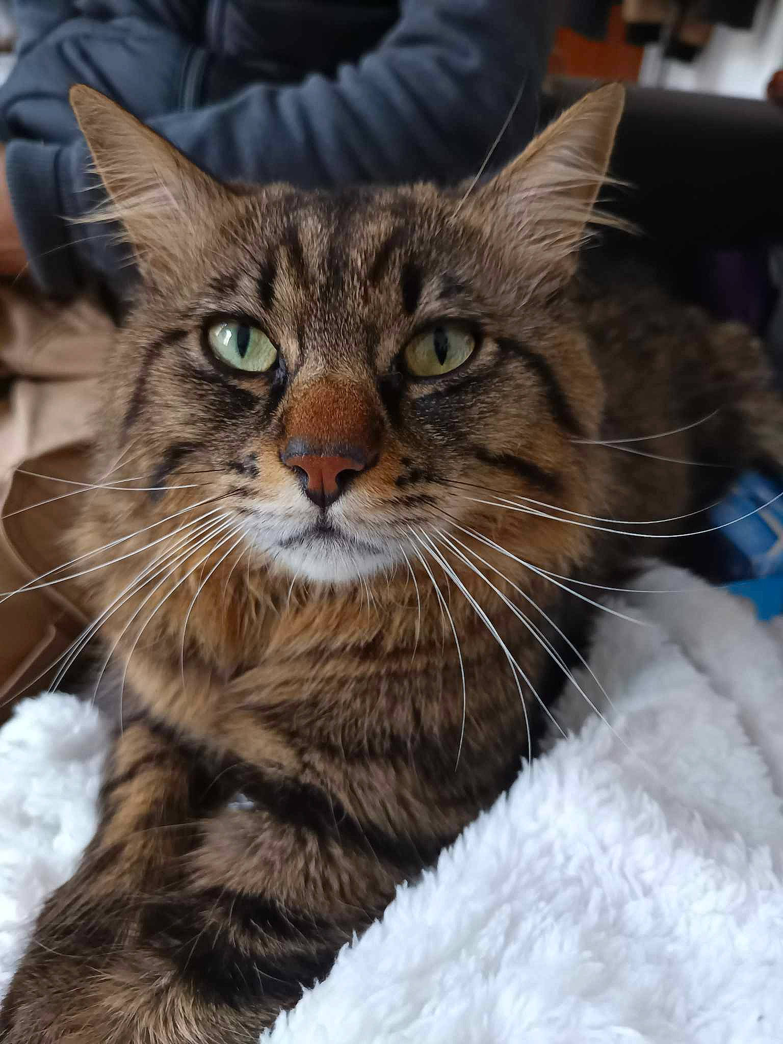 Billy participe au concours pour gagner de l'argent avec cette photo : carnivore, cat, claw, close_up, domestic_short_haired_cat, felidae, freezing, fur, iris, paw, small_to_medium_sized_cats, snout, tail, terrestrial_animal, tree, whiskers, wildlife, window, winter