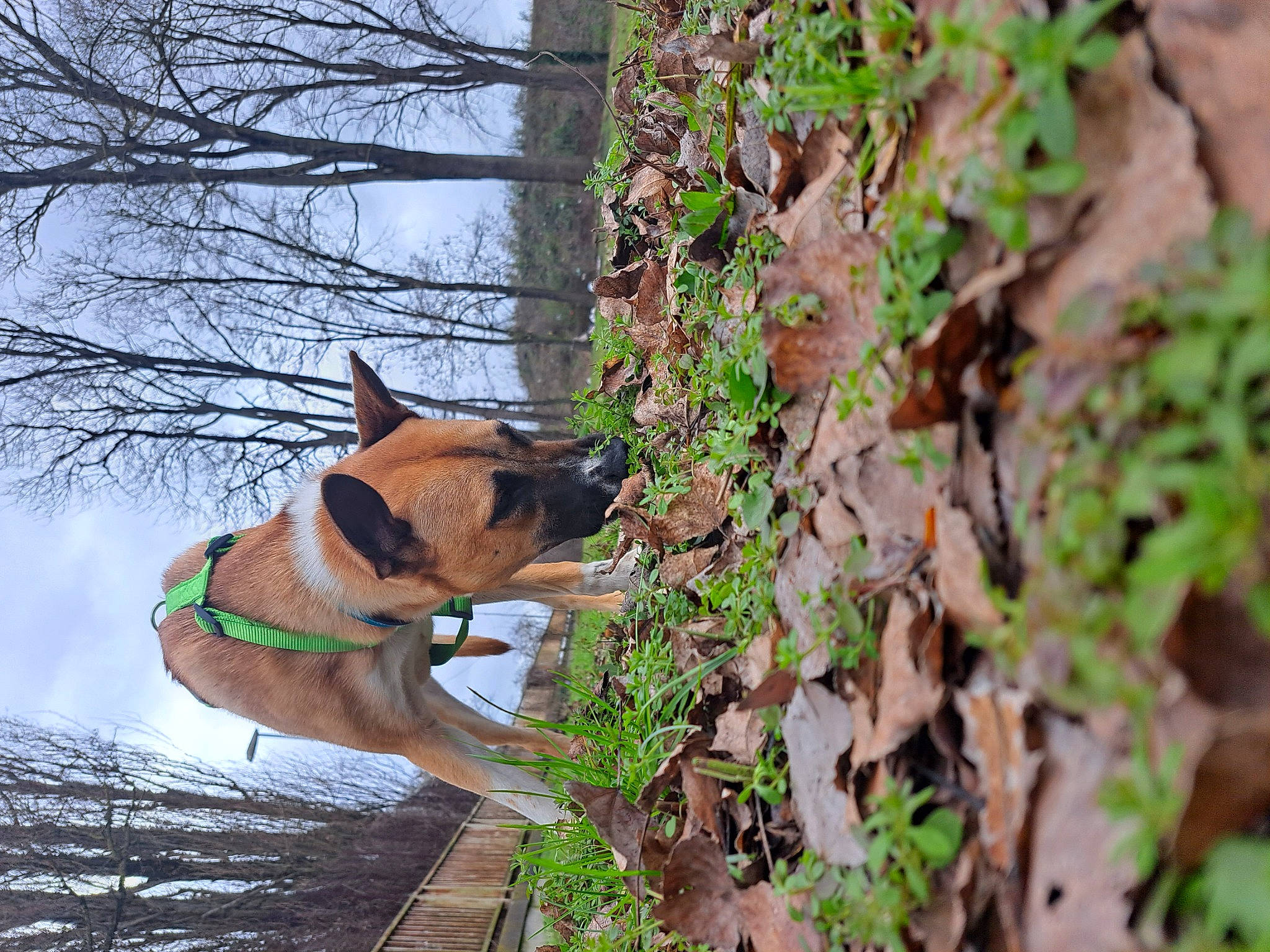 Canelle participe au concours pour gagner de l'argent avec cette photo : canidae, carnivore, collar, companion_dog, dog, dog_breed, dog_collar, dog_supply, fawn, groundcover, pet_supply, plant, sky, snout, sporting_group, tail, tree, trunk, wood, working_animal