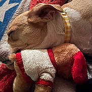 Tykun is registered to the contest to win money with this photo: animal, blanket, closeup, collar, comfort, cozy, cute, dog, fur, indoor, nap, pet, plush_toy, relaxation, resting, sleeping, soft, sweater, texture, warm