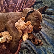Freyja is registered to the contest to win money with this photo: animal, blanket, brown, clutching, comfort, cozy, cute, dog, domestic_animal, fur, indoor, nap, pet, plush, puppy, relaxation, rest, sleeping, soft, stuffed_animal