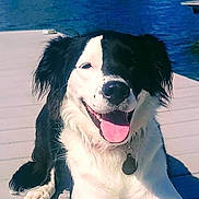 Dio is registered to the contest to win money with this photo: dog, black_and_white, tongue_out, happy, sitting, dock, water, sunny, outdoor, pet, canine, fur, collar, tag, smiling, nature, lake, daytime, animal, relaxed