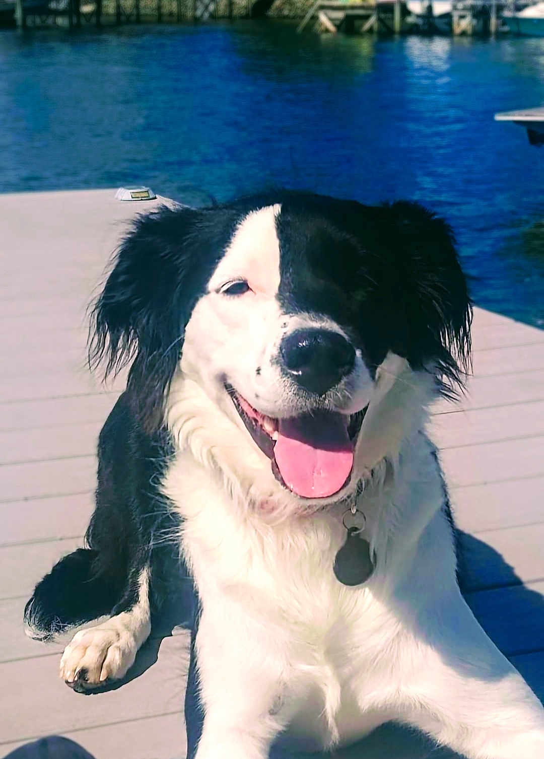 Dio is registered to the contest to win money with this photo: dog, black_and_white, tongue_out, happy, sitting, dock, water, sunny, outdoor, pet, canine, fur, collar, tag, smiling, nature, lake, daytime, animal, relaxed