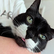 King joined the competition — help win amazing prizes! cat, black_and_white, close_up, green_eyes, tongue_out, pet, cute, whiskers, fur, resting, indoor, human_arm, face, animal, mammal, domestic, portrait, feline, soft_light, blurred_background
