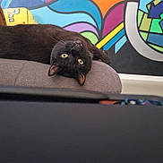 Pepette participe au concours pour gagner de l'argent avec cette photo : black_cat, cat, upside_down, yellow_eyes, cushion, gray_cushion, indoor, graffiti, colorful_background, plush_toy, question_mark_block, feline, pet, relaxed, curious, cozy, home, animal, cute, resting