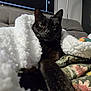 black_cat, cat, pet, animal, blanket, fur, green_eyes, indoor, cozy, resting, couch, fabric, floral_pattern, white_blanket, feline, comfort, relaxation, close_up, home, domestic_animal