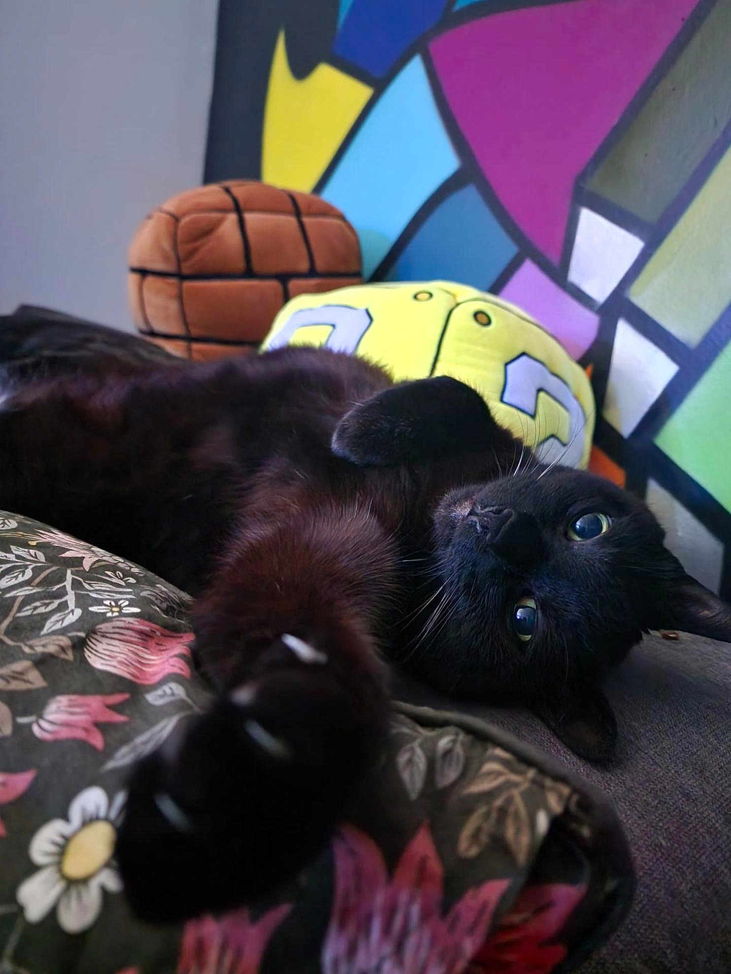 Pepette a rejoint le concours — aidez-le/la à gagner de superbes lots ! black_cat, cat, pet, animal, floral_pattern, cushion, plush_toy, geometric_mural, indoor, relaxing, stretching_paw, close_up, feline, cozy, soft_texture, home_decor, colorful_background, whiskers, paws, laying_down